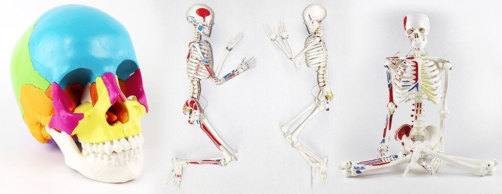 Modelo do esqueleto do corpo humano